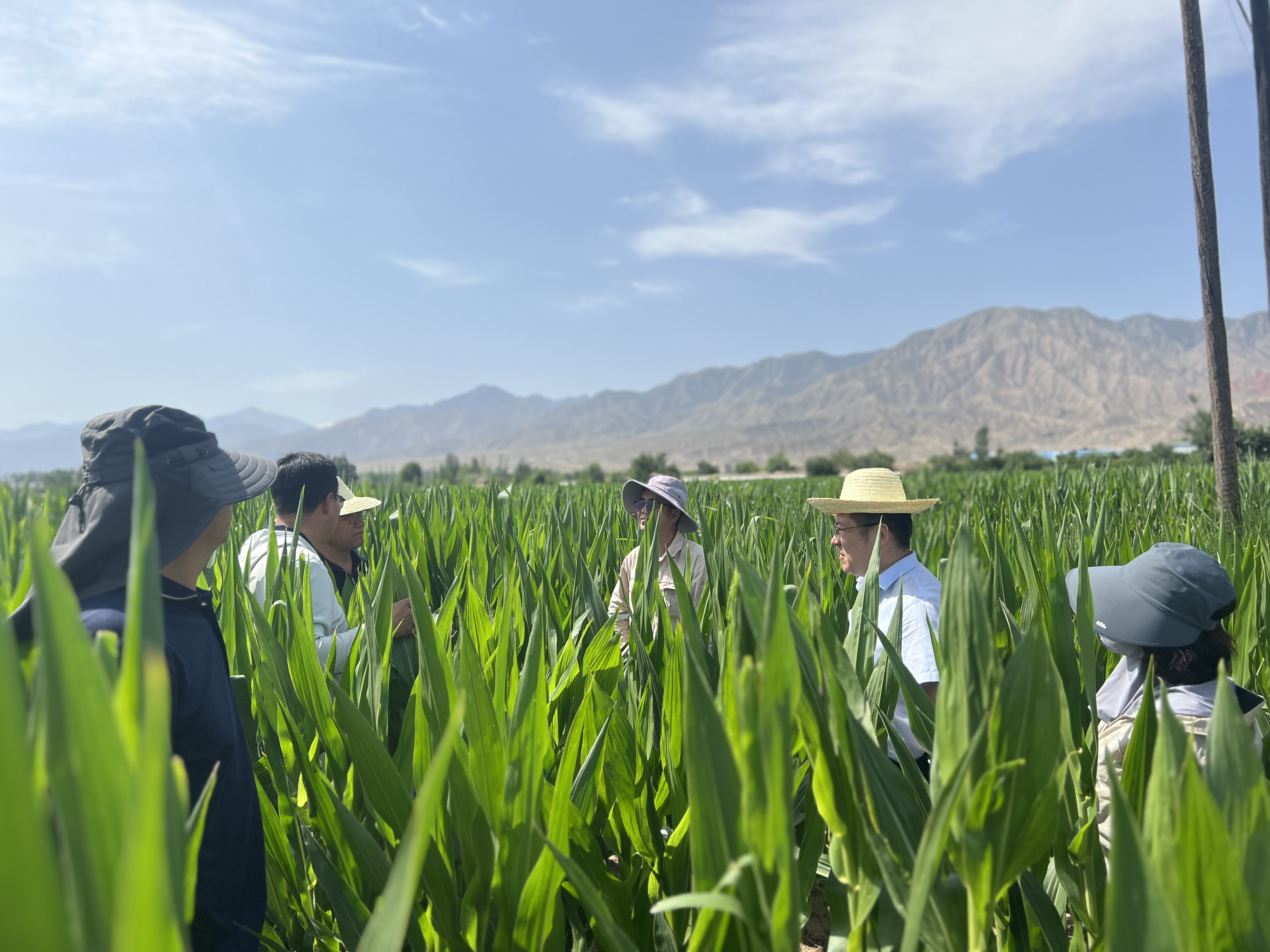 敦煌種業(yè)開展“夏送清涼”慰問活動