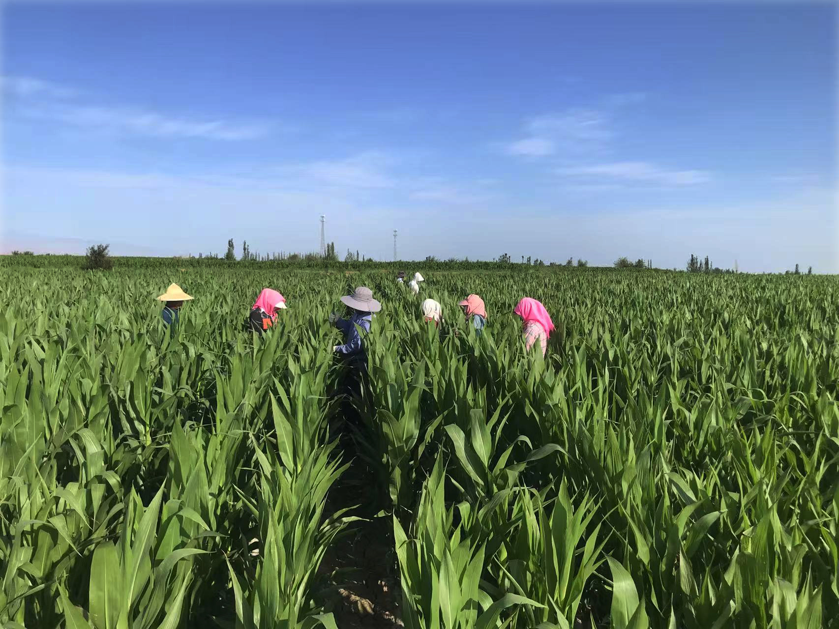 守護種子“純度生命線” | 敦煌種業(yè)高質量推進玉米去雄工作